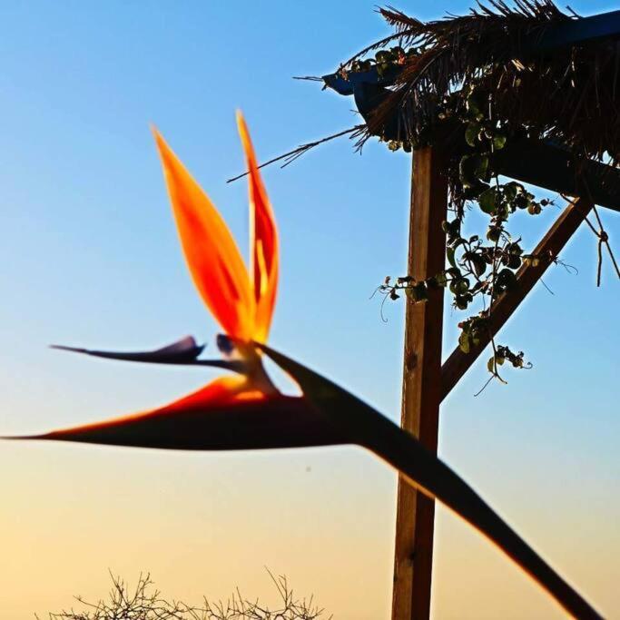 Casita En El Campo Con Vista Al Oceano Villa Tijarafe Eksteriør bilde